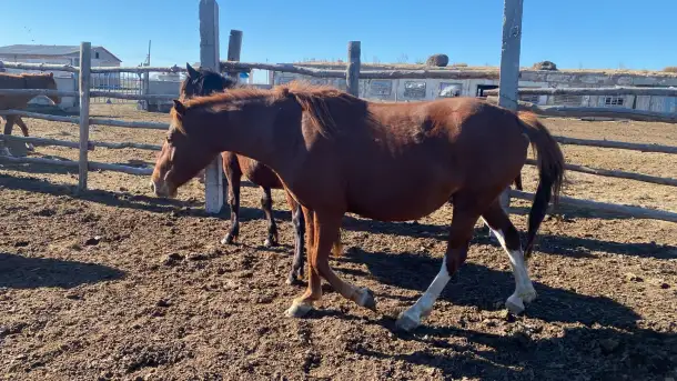 Продам кобылу, фотография 1