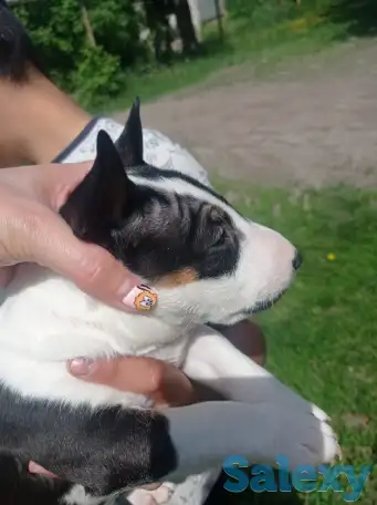 Миниатюрный бультерьер, фотография 16