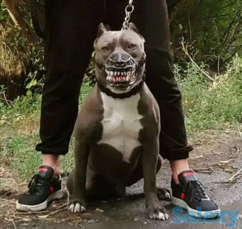 Вязка амстаффа или алиментный щенок, фотография 1