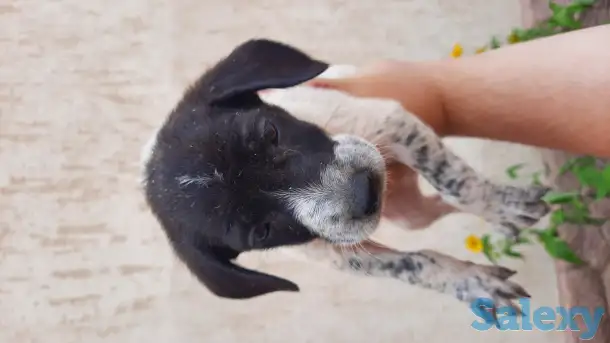 продам щенков, порода курцхаар, фотография 5