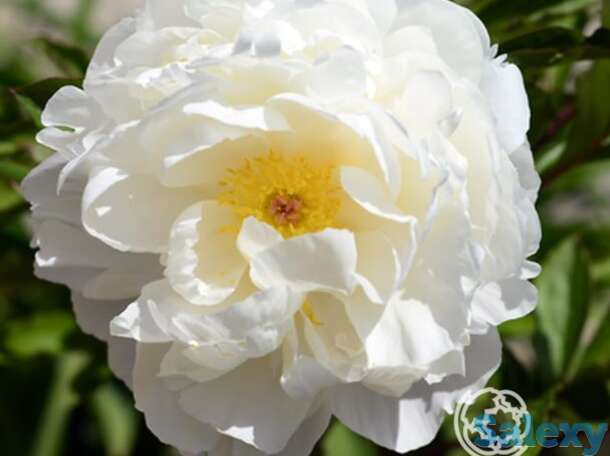 Пион гардения, фотография 1