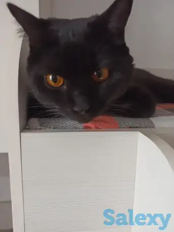 Отдам кота в хорошие руки, фотография 5