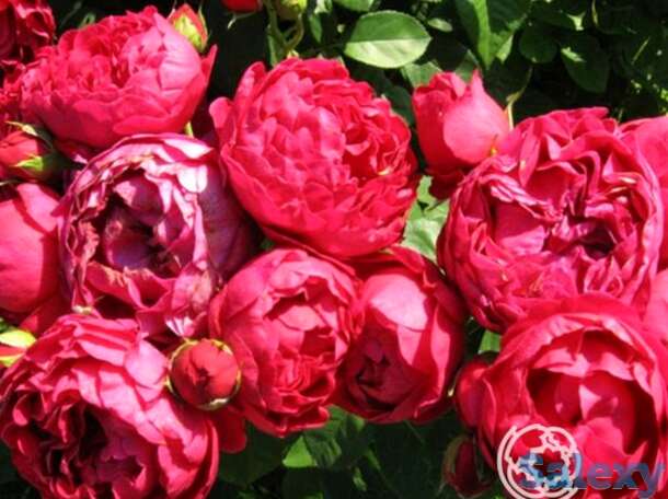 Роза аскот чайно-гибридная, тантау, фотография 1