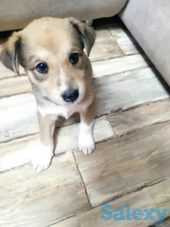 Отдадим щенков в добрые руки. Мать лайка.Девочки, от привитых родителей.  Будут крупными. Возраст 1,5 месяца. ., фотография 2