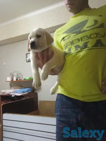 Продаются щенки Лабрадор ретривер, фотография 5