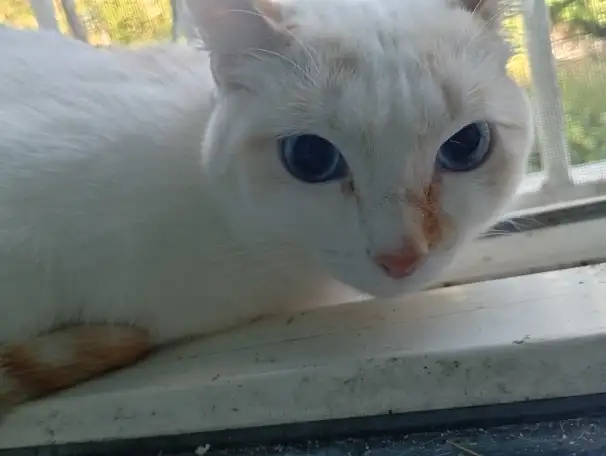 Девочка Лора, ищет новую семью, фотография 2