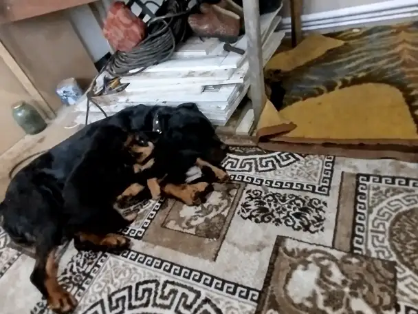 Продам, фотография 6