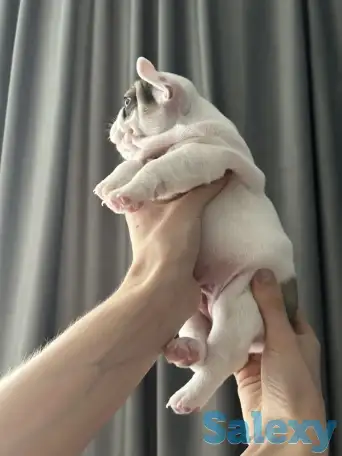 Очаровательные щенки, с сладкими складочками, фотография 4