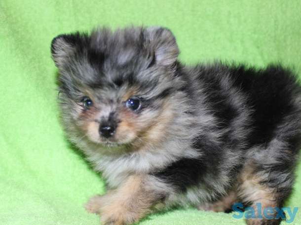 Продам девочек и мальчиков мерле, фотография 5