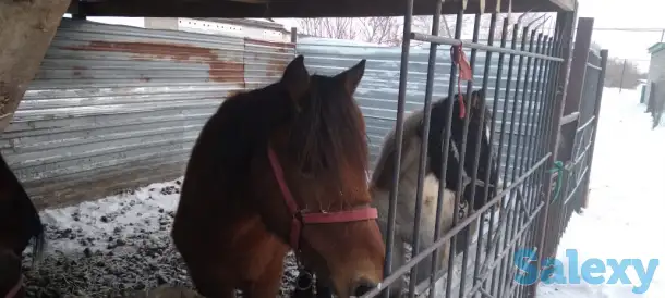 Продам лошадей, фотография 1