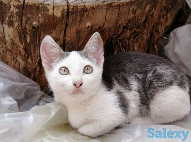 Отдам котят в добрые руки!, фотография 2