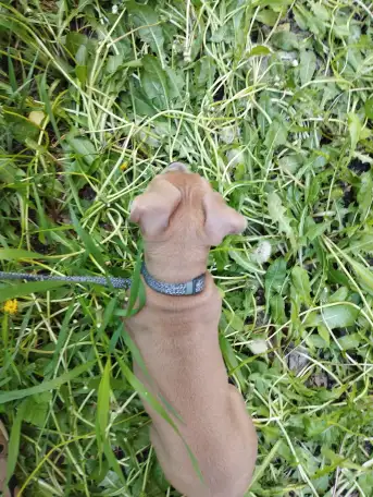 Щенок Амстаффа 2 месяца,мальчик, фотография 2