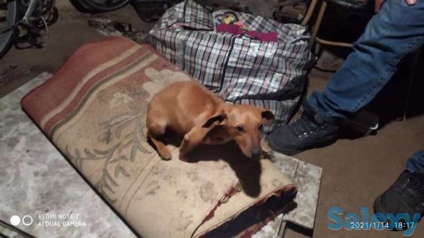 Срочно щенок таксы, фотография 1