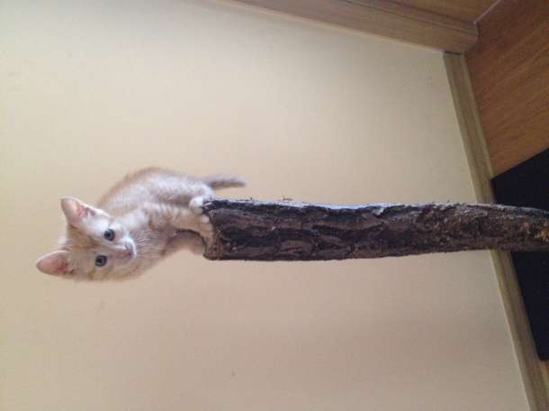 Котята бесплатно, фотография 6