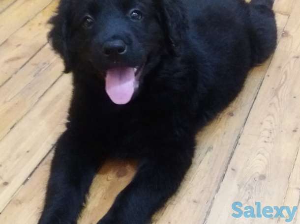 Продам щенков лабрадора черного окраса, фотография 3