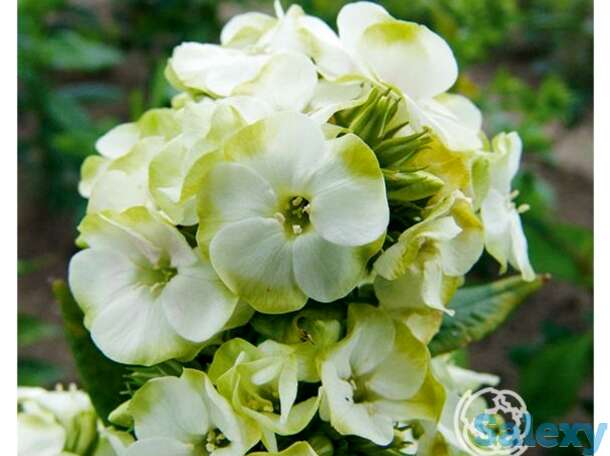 Флокс метельчатый Жадэ, фотография 1