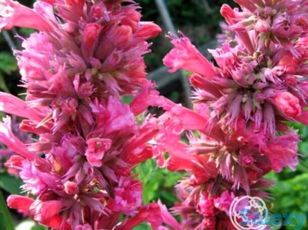 Лофант Ред Форчун, фотография 1