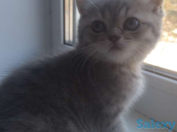 шотландский котенок, фотография 3