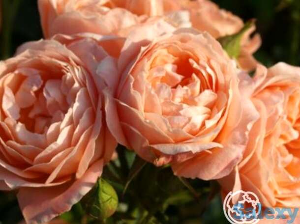 Роза свит дрим, фрайер, фотография 1