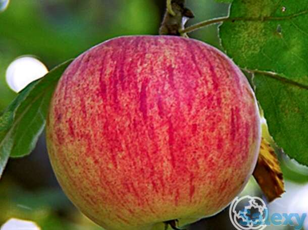 Яблоня штрейфлинг, фотография 1