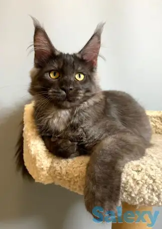 Мальчик мейнкун, фотография 9