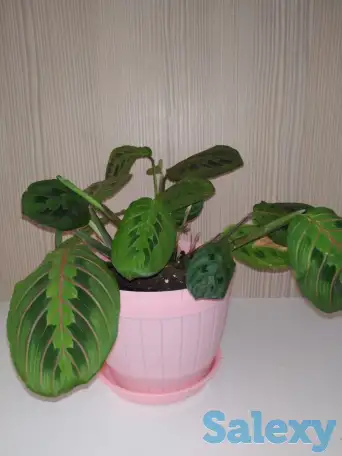 Комнатные растения, фотография 5