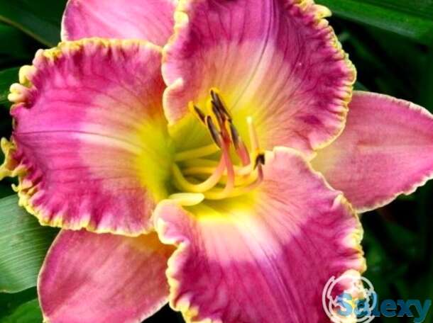 Лилейник дэвид киргхоф, фотография 1