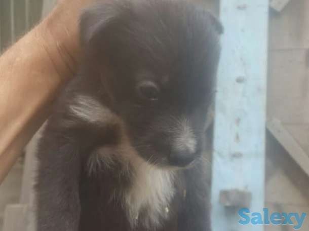 отдам щенка, фотография 2