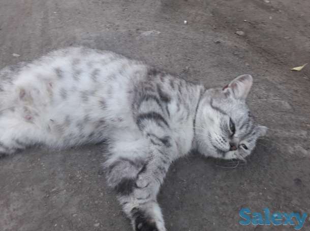 В добрые руки, фотография 3