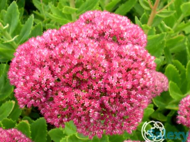 Седум Бриллиант, фотография 1