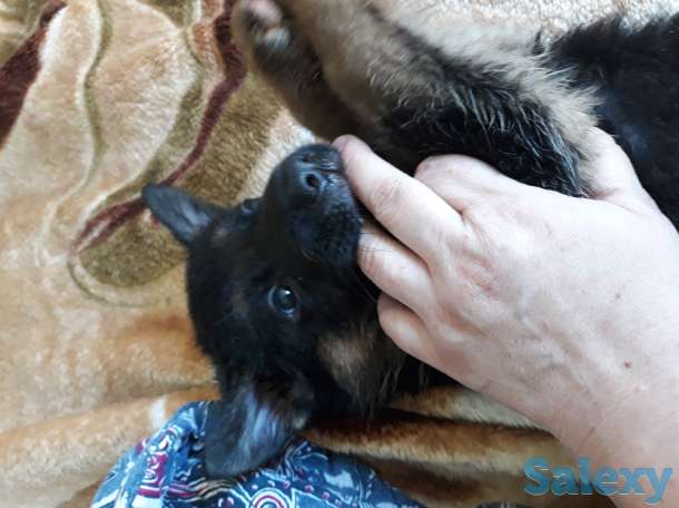 Продам щенков немецкой овчарки, фотография 1