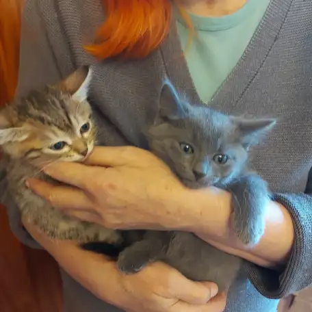 Котята Бармалейки 2 мес., фотография 1