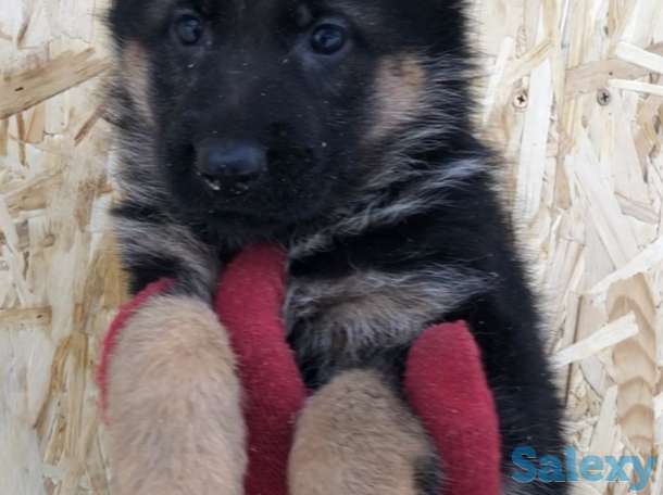 Щенки немецкой овчарки с родословной., фотография 7