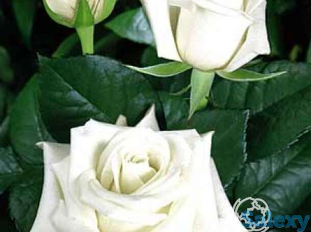 Роза акито чайно-гибридная, топалович, фотография 1