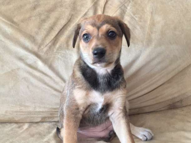  Отдам щенков в хорошие руки!, фотография 5