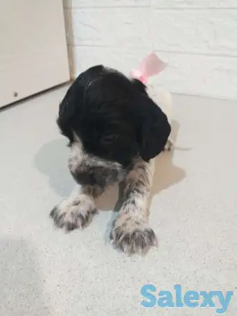 Готовятся к продаже щенки Русского спаниеля, фотография 8