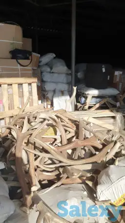 Куплю рога марала и Лосья, фотография 1