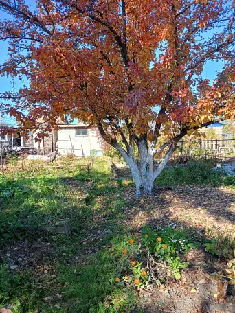 Дача в ст Борки, 6,7соток, фотография 3