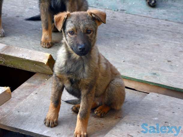 Отдам щенков дворняжек, любящим этих милых, неприхотливых и верных охранников, людям., фотография 3