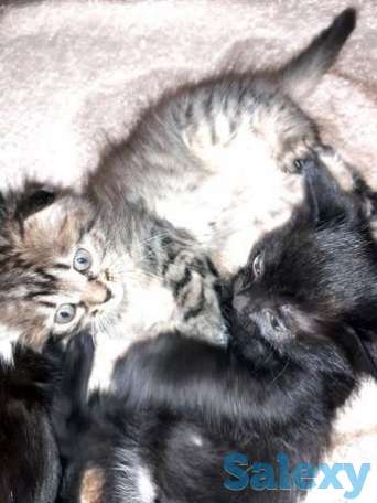 Продам платья куртки зимние весенние кардиган юбку, фотография 1