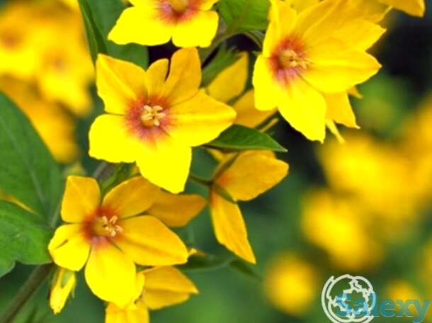 Вербейник обыкновенный, фотография 1