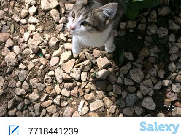 В добрые руки, фотография 2