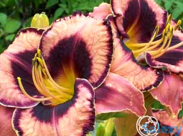 Лилейник овесом блоссом, фотография 1