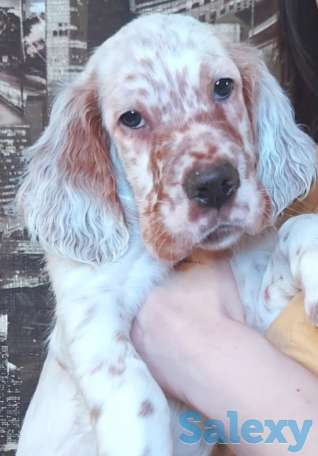 щенки английский сеттер, фотография 2