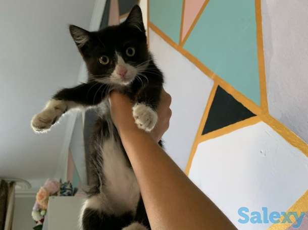 Отдам котенка в добрые руки, фотография 1