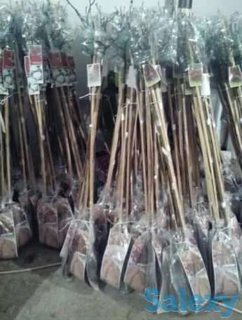 Саженцы штамбовые розы Сербия, фотография 1