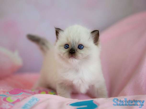 Великолепные котята породы Рэгдолл, фотография 4