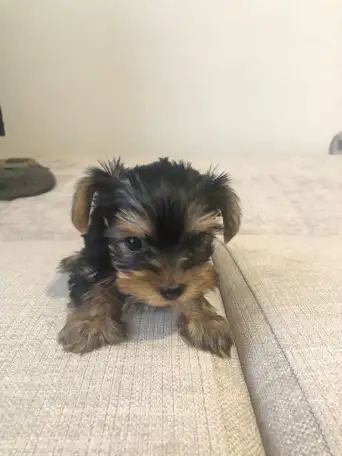 Продам щенков йоркширского терьера, фотография 1
