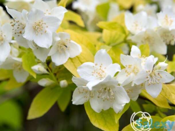 Чубушник ауреус, фотография 1