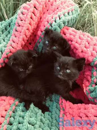 Котята вислоухие, фотография 6